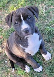 AMERICAN BULLY TERRIER / STAFFORDSHIRE MIX PUPS