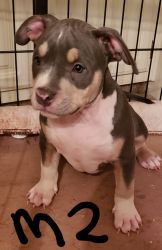 Zeus x Athena American Bully Puppies available ABKC REG.