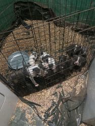 American bully X Staffordshire terrier X patterdale terrier