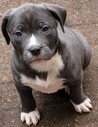 Blue nose American Bully (Pitbull/Staffordshire Terrier)