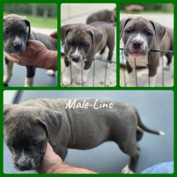 Male American Bully Puppies