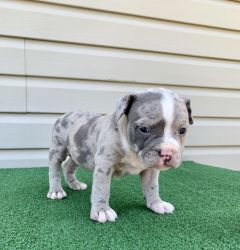 ABR Registered American Bully Puppy