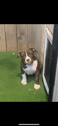 3 American bully puppies for sale