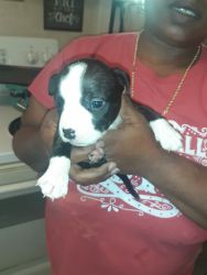 American bully pups for sell