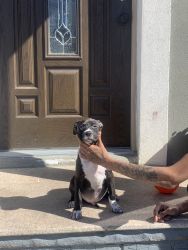 2 month old pitbull for sale