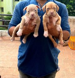 BULLY PUPPIES AVAILABLE