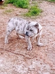 Blue merle pocket American bully stud only