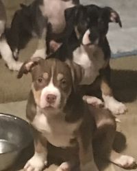 Tri Bully Pups for sale