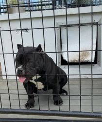 Standard American Bully For Sale