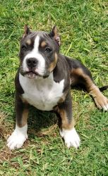ABK Registry eligible female Tricolor American Bully