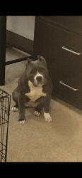 Nine Months Old Female American Bully for Sale In Florida