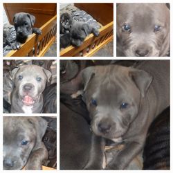 Bully/Shar Pei puppies looking for forever home