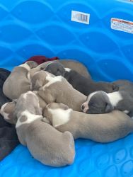 Yes I Have 6 Puppies That I Want To Sell