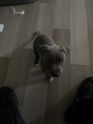 American bully pit mixed