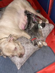 Pure bred bully puppies with papers