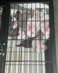 3 micro bully (american bullys) males an females vaccinated n availabl