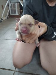 American bully classic puppies