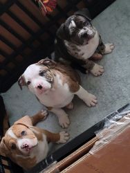 Merle American Bully pups for sale