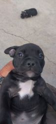Black and white paw American Bully puppies ready to go home