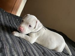White colour american pitbull blue eyes and pink nose