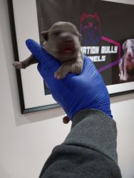 BLUE AMERICAN BULLY PUPPIES