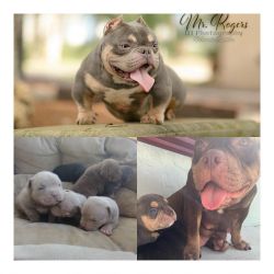 TRI color American Bully Micro/Pocket exotic Puppies available