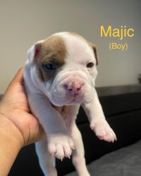 Pocket bully’s for sale.