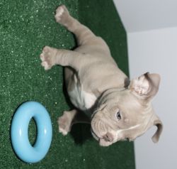 Bully puppies for sale will
