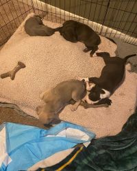 American Bully Puppies for sale