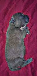 Top quality American bully