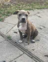 American Bully; Female; 4 months old