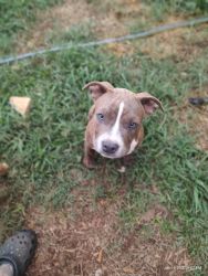 AMERICAN BULLY XL PUPPIES AVAILABLE NOW