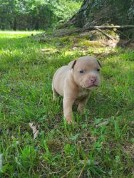 American Bully Pups - Parents are ABKC Pedigree