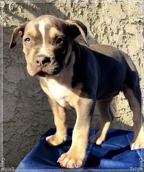 Tri-color American bully XL puppies