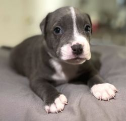 American Bully/Pitbull terrier puppies