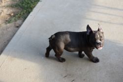 Micro exotic bully male for sale