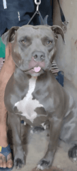 American bully good quality puppies