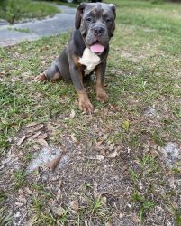 6 months old American bully 3 males