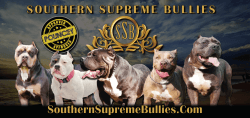 Southern Supreme Bullies - Home of 160lb Monster!