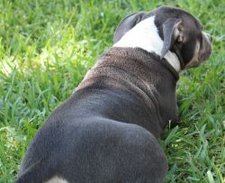 I have eight beautiful puppies for females and four males XL American