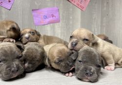 Bully puppies
