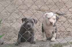 Millpark Puppies
