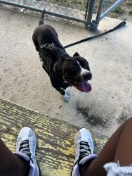 Pit needs home