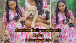 American Bully puppies sale XXl size Best price
