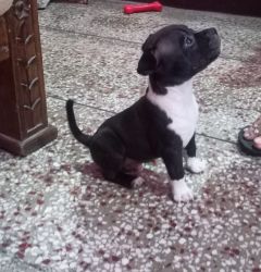 Want to sell puppy American Bully