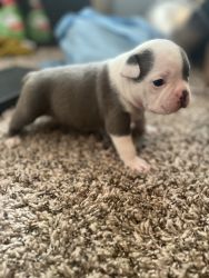 Puppies looking for a new loving home