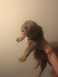 American bully puppies with blue eyes
