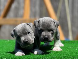 UKC Tri Bully Puppies