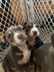 abkc blue tri american bully puppies
