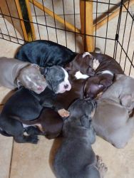 Tri colored pocket bully puppies